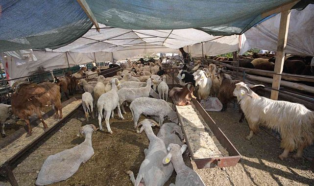 Bayraklı Belediyesi Kurban Bayramına hazır