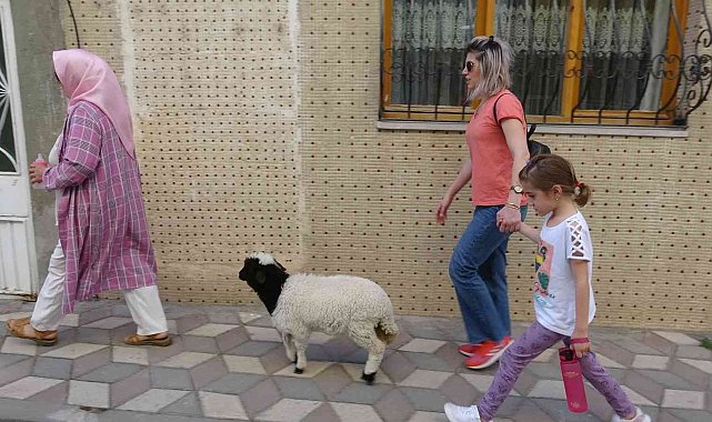 Bebek gibi büyüttüğü kuzusu peşinden ayrılmıyor