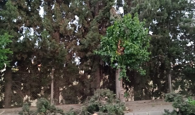 Belediye ekipleri anında müdahale etti, fırtına sonrası Efeler'de hayat normale döndü