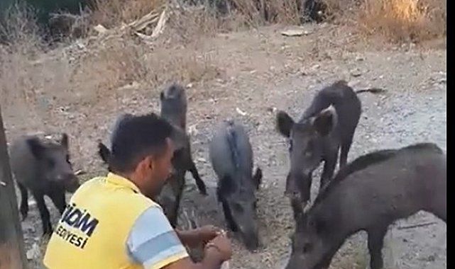 Belediye işçisi, yaban domuzlarını elleriyle besledi
