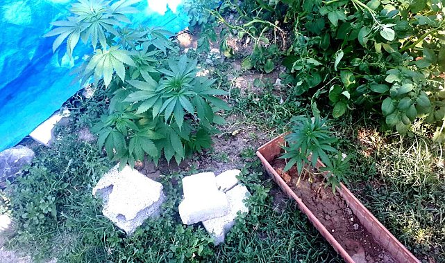 Besni&#039;de uyuşturucu operasyonu: 4 gözaltı