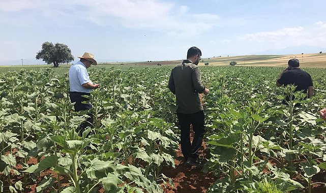 Beyşehir ve Hüyük&#039;te yağlık ayçiçeği ekimi yapılan kıraç alanlarda inceleme