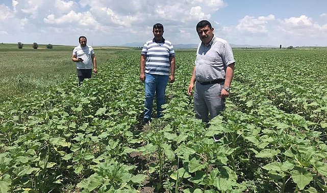 Beyşehir'de ayçiçeği ve nohut ekili alanlarda inceleme