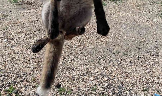 Bilecik&#039;te beslenerek büyütülen yavru tilki doğal ortamına salındı