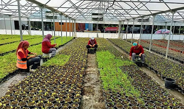 Bilecik'te binlerce çiçek toprakla buluşmak için hazırlanıyor