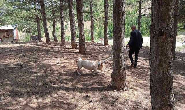 Bingöl'de başıboş pitbull, barınağa götürüldü