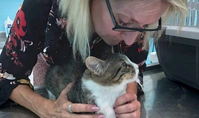 Bir bacağı ampute kediyi bulana 2 bin TL'lik ödül