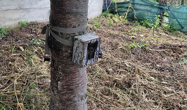 Bir mahalleyi ayı korkusu sardı: "Evlerimizden çıkamıyoruz"