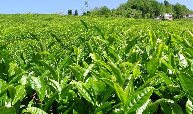 Birinci sürgün yaş çay alım kampanyası sona erdi