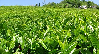 Birinci sürgün yaş çay alım kampanyası sona erdi