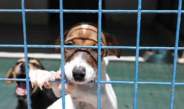 Bodrum Belediyesi&#039;nden sahiplenme çağrısı