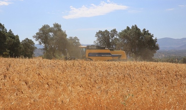 Bodrum Karaova'da Hasat Vakti