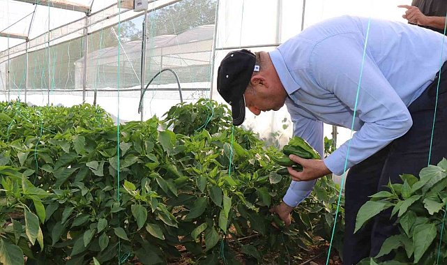 Bozova Belediyesi seralarında ilk hasat başladı