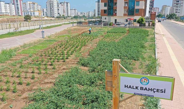 Bu bahçeden sebze toplamak ücretsiz