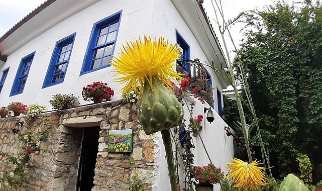 Bu çiçeği koparmanın cezası 109 bin TL