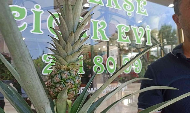 Bu dekorun meyvesi çok tatlı