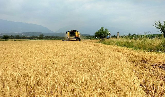 Buğday üreticisinin yüzü gülüyor