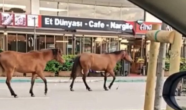 Bursa'da başıboş atlar yollarda cirit atıyor