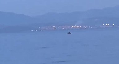 Bursa'da yunus balıklarının şovu kameralarda