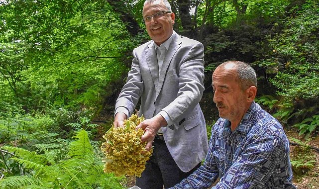 Bursa&#039;nın dünyaca ünlü ıhlamur ormanlarında hasat başladı