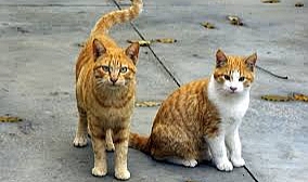 Büyükada&#039;da kedi koronavirüsü salgını iddiası! 