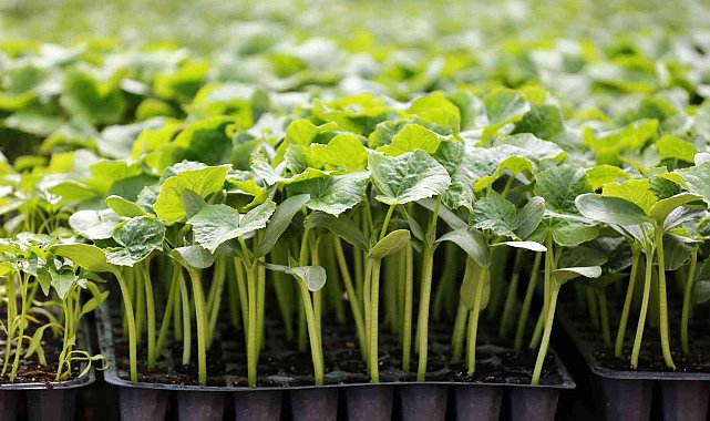 Büyükşehir kendi fidanını kendisi üretiyor