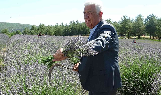 Büyükşehir Lavanta Şenliği başladı