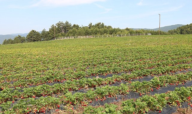 Büyükşehir marifetiyle kurulan bahçede, 6 ton çilek tüketiciyle buluştu