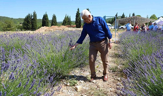 Büyükşehir'in Lavanta Şenliği başlıyor