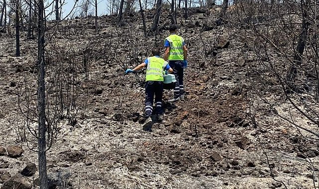 Büyükşehirden can dostlara yardım
