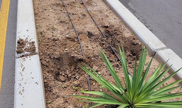 Cadde üzerindeki çiçeklere zarar veren şahıs gözaltına alındı