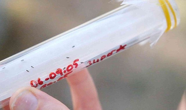 Çam fıstığını "böcekler" kurtaracak