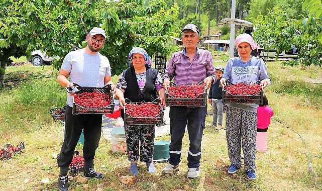 Çameli&#039;nin ünlü yayla kirazında hasat başladı