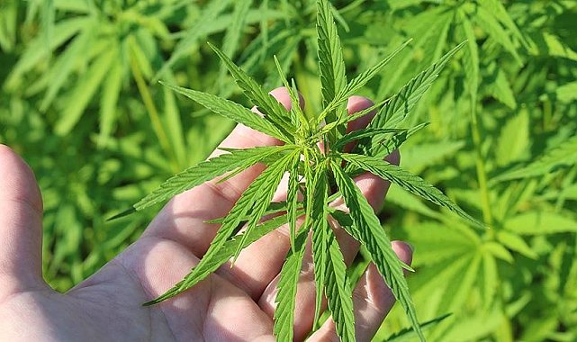 Çanakkale'de yasa dışı kenevir eken şahıs tutuklandı