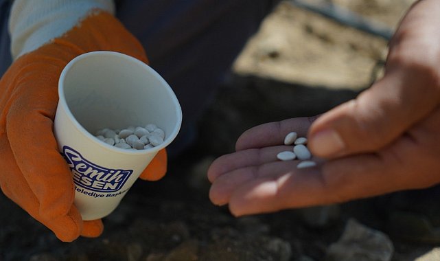 Çandır fasulyesi toprakla buluştu