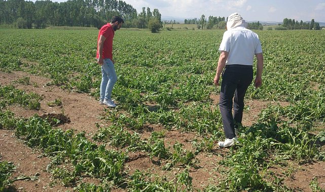Çavdarhisar'da doludan zarar gören ekili alanlarda hasar tespit çalışmaları