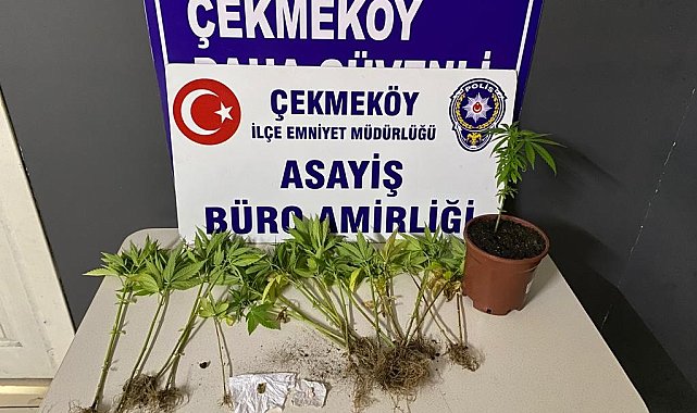 Çekmeköy'de otoban kenarında Hint keneviri yetiştiren 2 şüpheli adli kontrol şartıyla serbest