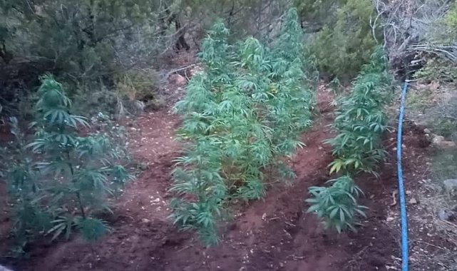 Çeşme'de 155 kök kenevir ele geçirildi