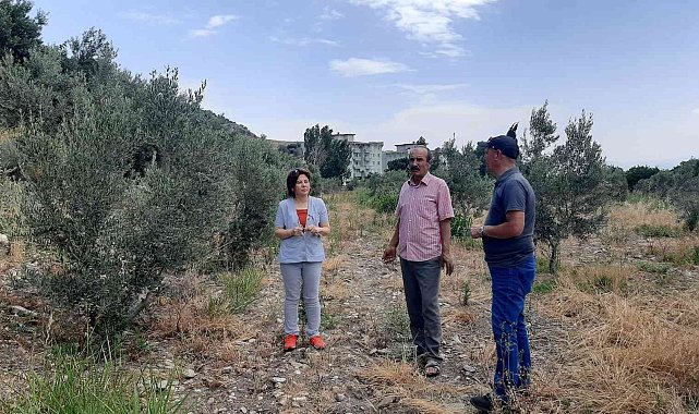 Çiftçiler, &#039;verticllium solgunluğu&#039; hastalığına karşı uyardı