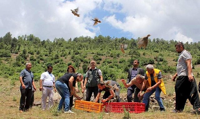 Çiftçilerin korkulu rüyasıydı, biyolojik mücadele için keklik bırakıldı