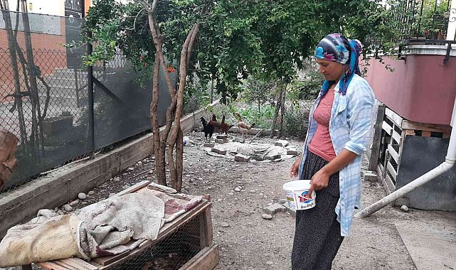 Civciv hırsızı kedi mahalleliyi canından bezdirdi