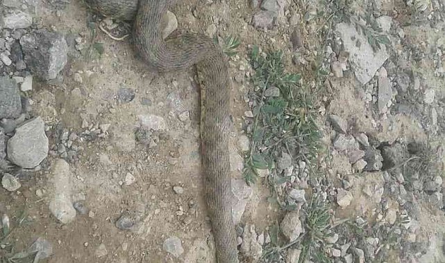 Çukurca&#039;da engerek yılanı görüntülendi