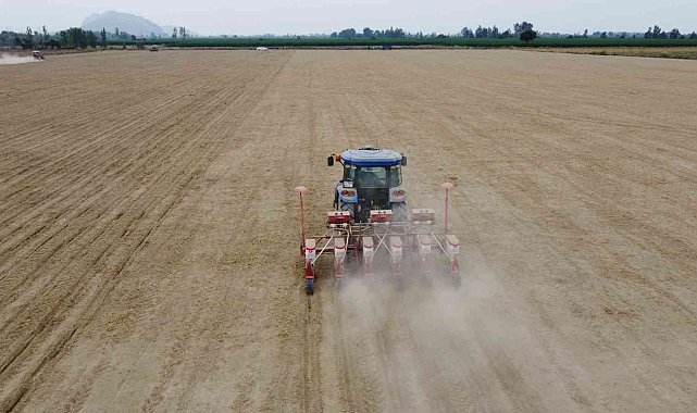 Çukurova'da yer fıstığı ekimi başladı