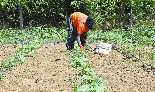 Cumhuriyet Çiftlikleri Projesi ile ata tohumları hayat buluyor