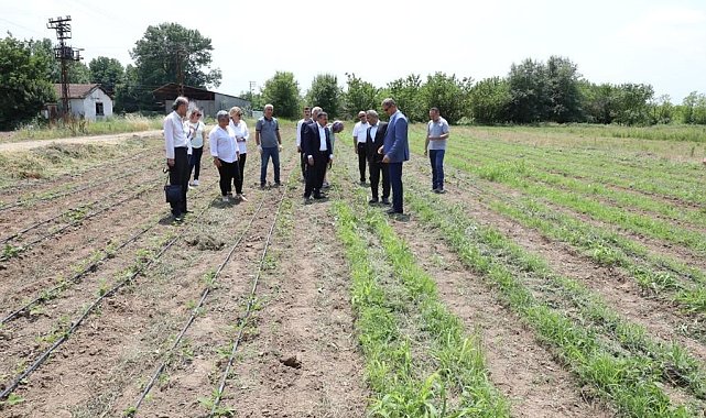 Dağ çileği projesi yaygınlaştırılacak