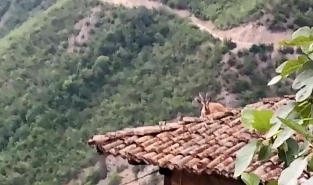 Dağ keçisi bu kez çatıya çıktı