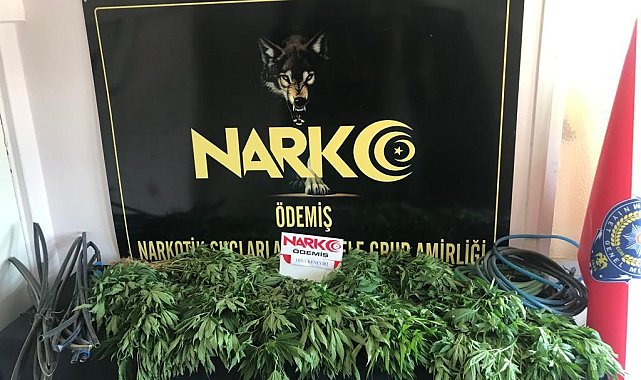 Dağlık arazide 688 kök kenevir bitkisi ele geçirildi