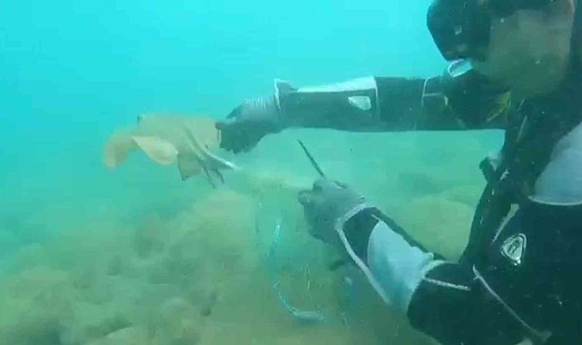 Denizi temizlemek için daldılar, ağlara takılmış vatozu kurtardılar