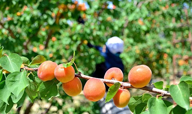 Denizli&#039;de erkenci kayısı hasadı başladı