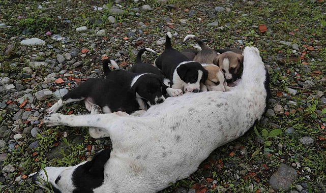 Dere yatağına düşen anne köpek ve yavruları vatandaşlar tarafından kurtarıldı